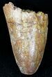 Cretaceous Fossil Crocodile Tooth - Morocco #20920-1